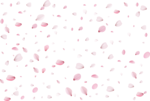 sakura realistic petals png