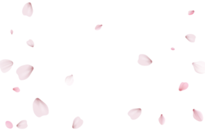 fondo de pétalos de sakura png