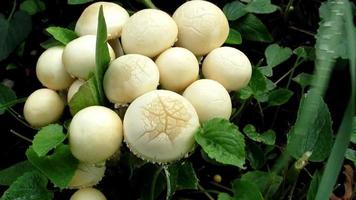 wild mushrooms, edible food video