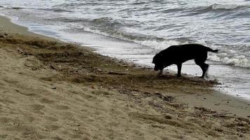 Hund spielt am See video