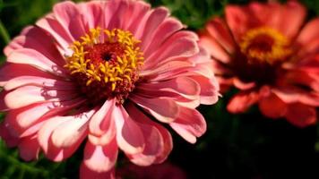 pink and red zinnia in the garden, flower closup video