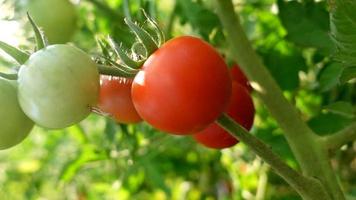 tomates dans le jardin, vertes et rouges