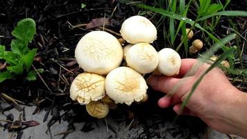 wild mushrooms, edible food video