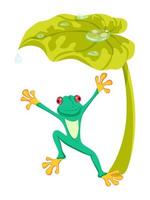 Frog Under Leaf vector