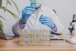 Cannabis researchers are doing scientific experiments. photo