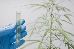 Cannabis researchers are doing scientific experiments. photo