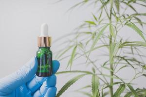 Cannabis researchers are doing scientific experiments. photo