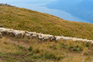 Grazing sheep and goats on a mountain top photo