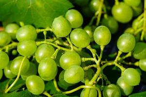wine grapes raisins and wine leaves in the old land next to Hamburg photo