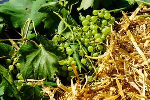 wine grapes raisins and wine leaves in the old land next to Hamburg photo