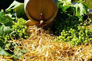 wine grapes raisins and wine leaves in the old land next to Hamburg photo