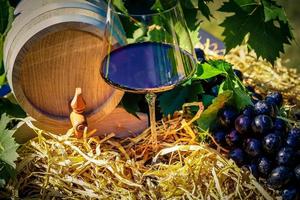 wine grapes raisins and wine leaves in the old land next to Hamburg photo