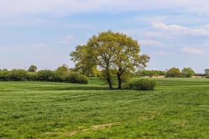 Lonely old tree on a green meadow with a blue sky in summer photo