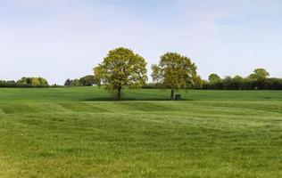 Lonely old tree on a green meadow with a blue sky in summer photo