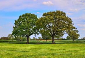 Lonely old tree on a green meadow with a blue sky in summer photo