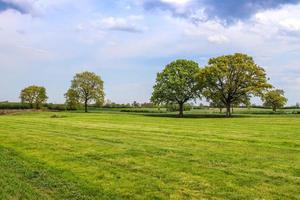 Lonely old tree on a green meadow with a blue sky in summer photo