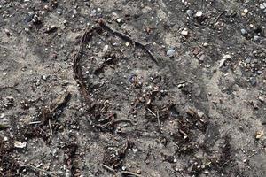 Detailed close up view on pebbles and stones on a gravel ground texture photo