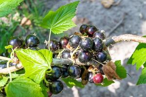 Beautiful berry branch black currant bush with natural leaves photo