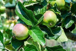 Photography on theme beautiful fruit branch apple tree photo