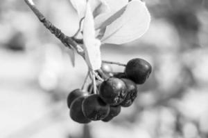 Photography on theme beautiful berry branch aronia bush photo