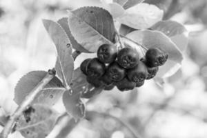 fotografía sobre el tema hermosa baya rama aronia arbusto foto