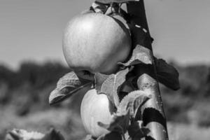 Photography on theme beautiful fruit branch apple tree photo