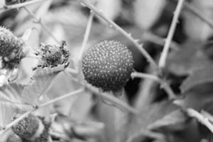 Beautiful berry branch japanese strawberry bush photo