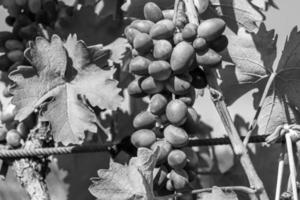 Photography on theme beautiful berry branch grape bush photo