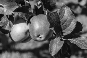 Photography on theme beautiful fruit branch apple tree photo