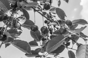 fotografía sobre el tema hermosa fruta rama cerezo foto