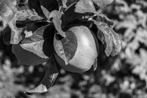 Photography on theme beautiful fruit branch apple tree photo