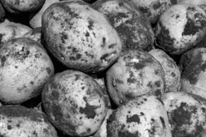 Photography on theme beautiful potato plant with natural dark ground photo