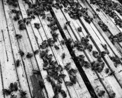 abeja alada vuela lentamente a la colmena recolecta néctar foto