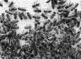 La estructura hexagonal abstracta es un panal de abejas de la colmena. foto