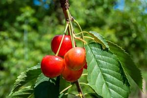 Photography on theme beautiful fruit branch cherry tree photo