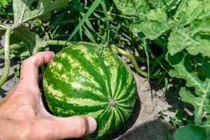 Photography on theme beautiful small fruit watermelon photo