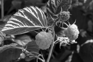 Photography on theme beautiful berry branch raspberry bush photo