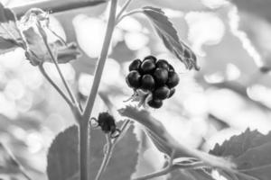 Photography on theme beautiful berry branch blackberry bush photo