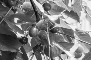 fotografía sobre el tema hermosa fruta rama cerezo foto