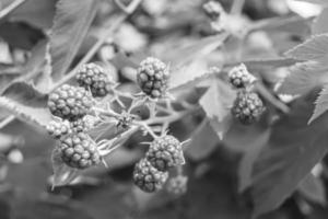 Photography on theme beautiful berry branch blackberry bush photo