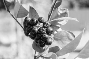 Photography on theme beautiful berry branch aronia bush photo