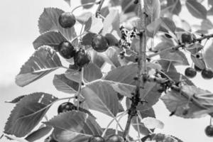 Photography on theme beautiful fruit branch cherry tree photo