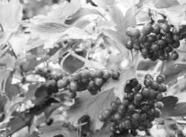 fotografía sobre el tema hermoso viburnum de bayas agrias foto