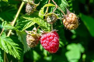 Photography on theme beautiful berry branch raspberry bush photo