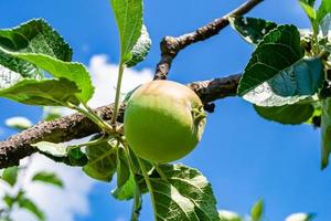 Photography on theme beautiful fruit branch apple tree photo