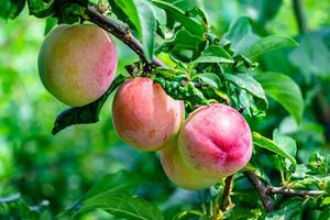 Photography on theme beautiful fruit branch plum tree photo