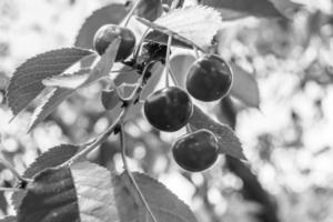 Photography on theme beautiful fruit branch cherry tree photo