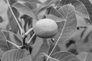 Photography on theme beautiful nut branch walnut tree photo