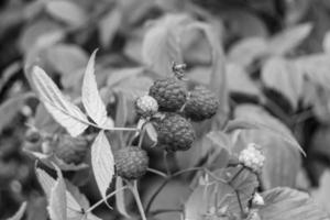 Photography on theme beautiful berry branch raspberry bush photo