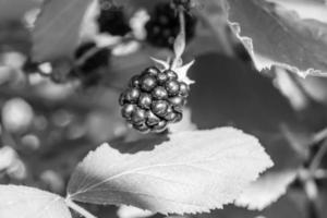 Photography on theme beautiful berry branch blackberry bush photo